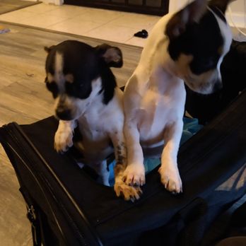 Savannah Carriers - Safe International Air Pet Transportation Services available for Smaller Dogs - Pet Transportation Near Me Savannah Carriers - Safe International Air Pet Transportation Services available for Smaller Dogs - Pet Transportation Near Me