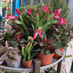 Fire on the Mountain - Fire On the Mountain also sells plants