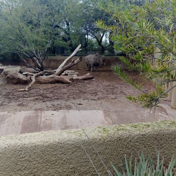 Phoenix Zoo - Rhino - Zoos Near Me - Phoenix, Arizona Phoenix Zoo - Rhino - Zoos Near Me - Phoenix, Arizona