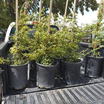 Green Valley Nursery - Lady Banks' Rose - Nurseries & Gardening Near Me - Lancaster, California