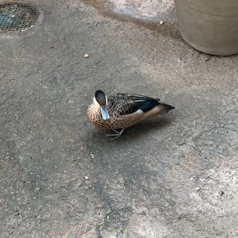 Cleveland Botanical Garden - Mr. Mallard - Botanical Gardens Near Me - Cleveland, Ohio