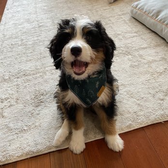 Gimme. Paw - Pet Training Near Me Gimme. Paw - Pet Training Near Me