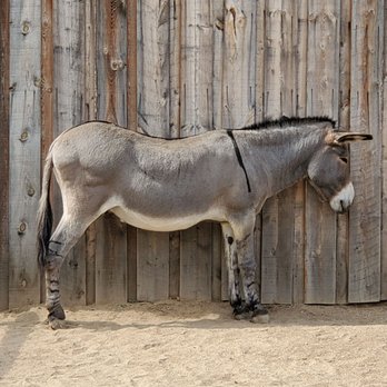 Littleton Museum - Donkey - Museums Near Me - Littleton, Colorado Littleton Museum - Donkey - Museums Near Me - Littleton, Colorado