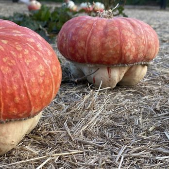 4 C's Pumpkin Patch - Cuteness! - Pumpkin Patches Near Me - Half Moon Bay, California