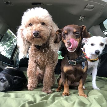 Pasadena Paws - Tiny Pups! - Dog Walkers Near Me Pasadena Paws - Tiny Pups! - Dog Walkers Near Me