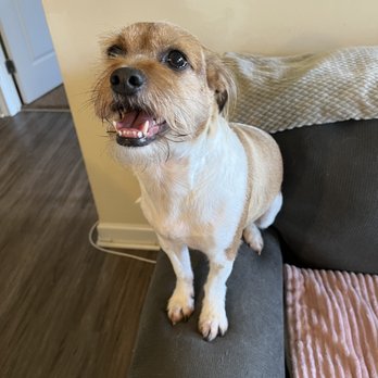 Plush Pups - Ceasar looking gorgeous. - Pet Stores Near Me - Huntingdon Valley, Pennsylvania Plush Pups - Ceasar looking gorgeous. - Pet Stores Near Me - Huntingdon Valley, Pennsylvania