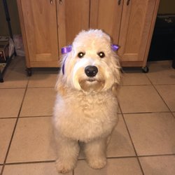 Bridge City Animal Hospital - We offer grooming services.