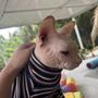 Photo of United For Animals Rescue