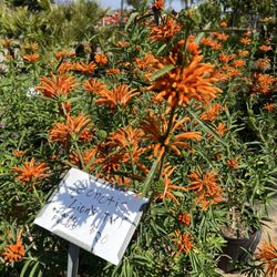Rancho Valhalla Nursery