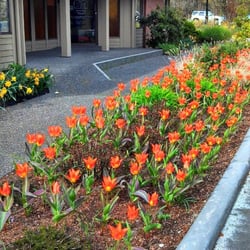 Corner On Wellness Chiropractic Center - Our clinic has become well known for our Spring time flowers!