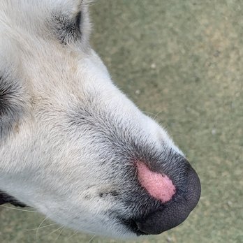 Dogtopia - Pet Boarding Near Me - Nashville, Tennessee