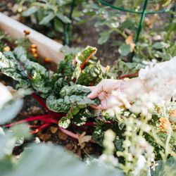 Michelle's Malibu Meals - Fresh greens from our home grown garden