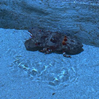 Orlando Science Center - Slipper lobster - Museums Near Me - Orlando, Florida