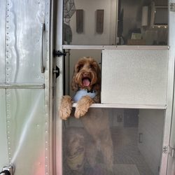 Manor Lake Labradoodles
