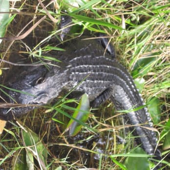 gator park - an alligator - Boat Tours Near Me - Miami, Florida gator park - an alligator - Boat Tours Near Me - Miami, Florida