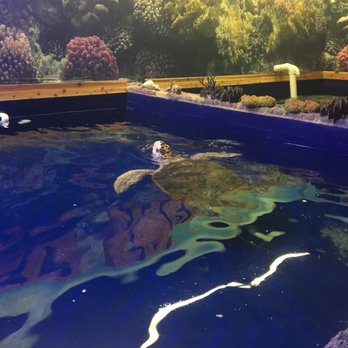 Branson Wild World - Aquariums Near Me - Branson, Missouri Branson Wild World - Aquariums Near Me - Branson, Missouri