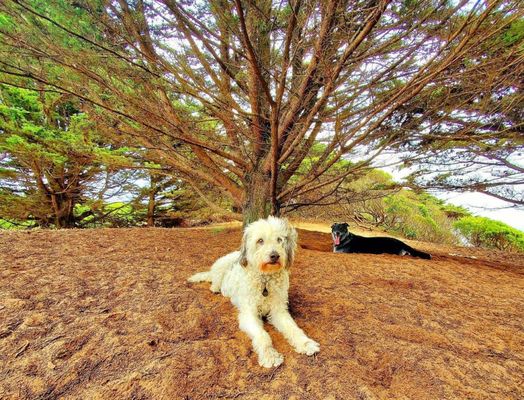 ALL ABOUT SF DOGS - Updated June 2024 - San Francisco, California - Dog ...