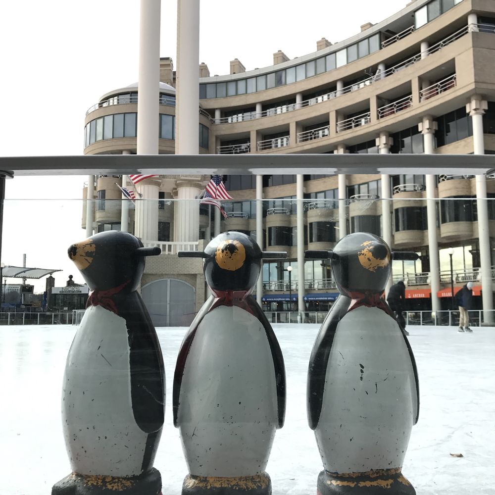 Washington Harbour Ice Rink - These penguins are more than just cute, they are essential in helping the wee ones make it around the ice. - Skating Rinks Near Me - Washington, DC, District of Columbia