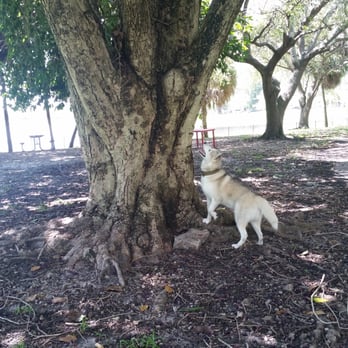 Bark Park - When your dog cares more about squirrels than other dogs and spends an hour trying to find a way up the tree... - Dog Parks Near Me - Miami, Florida Bark Park - When your dog cares more about squirrels than other dogs and spends an hour trying to find a way up the tree... - Dog Parks Near Me - Miami, Florida