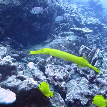 Jack's Diving Locker - Trumpet and yellow tong - Snorkeling Near Me - Kailua-Kona, Hawaii