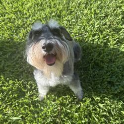 Animal Cancer Care Clinic - Cancer-free pup