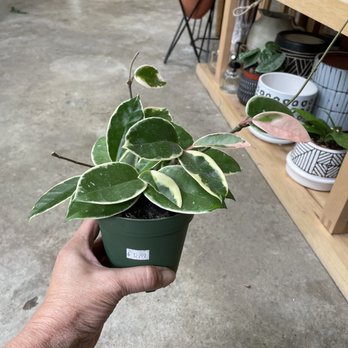 Dana Point Nursery - Hoya Krimson Queen - Nurseries & Gardening Near Me - Dana Point, California Dana Point Nursery - Hoya Krimson Queen - Nurseries & Gardening Near Me - Dana Point, California