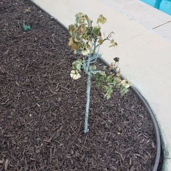 Bernabe Tree Service - Thats the rose shrubs that survived 1 week after he planted them. - Tree Services Near Me - Riverside, California