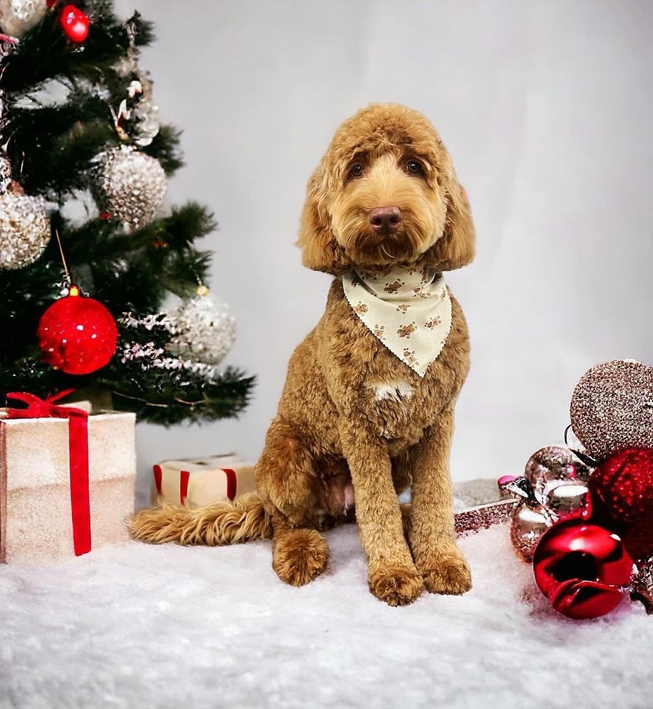 DIRTY DOODLE Updated October 2024 26 Photos & 15 Reviews Gresham