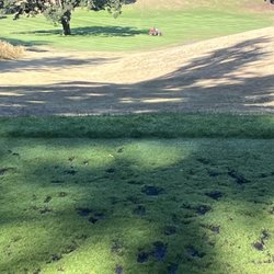 Laurelwood Golf Course - Hey, look!  The Mowers Convention is in town today!!!