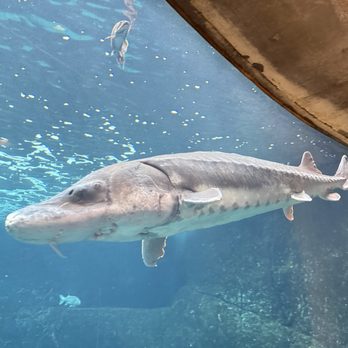 Biodôme de Montréal - Sturgeon? - Aquariums Near Me - Montreal, Quebec Biodôme de Montréal - Sturgeon? - Aquariums Near Me - Montreal, Quebec
