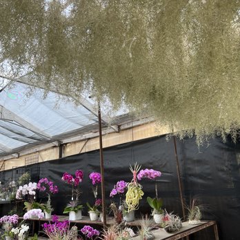 Airplant Alchemy - Home & Garden Near Me - Carpinteria, California
