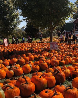TIM’S PUMPKIN PATCH - 41 Photos & 20 Reviews - 2901 Rose Hill Rd ...