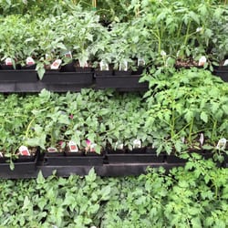 Wilco Farm Store - Bend - Pretty decent tomato selection