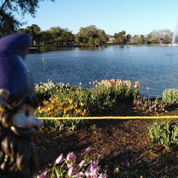 The Tulips at City Park