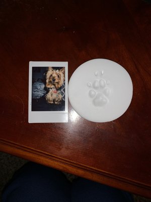 Veterinary Emergency Group 11 Photos 18 Reviews Emergency Pet Hospital 1501 S Dale Mabry Hwy Tampa Fl United States Phone Number