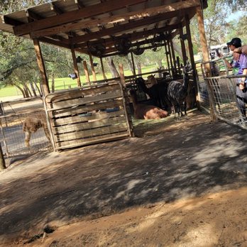 LunaSea Alpaca Farm - Attraction Farms Near Me - Clermont, Florida LunaSea Alpaca Farm - Attraction Farms Near Me - Clermont, Florida