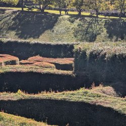 Bago Vineyard
