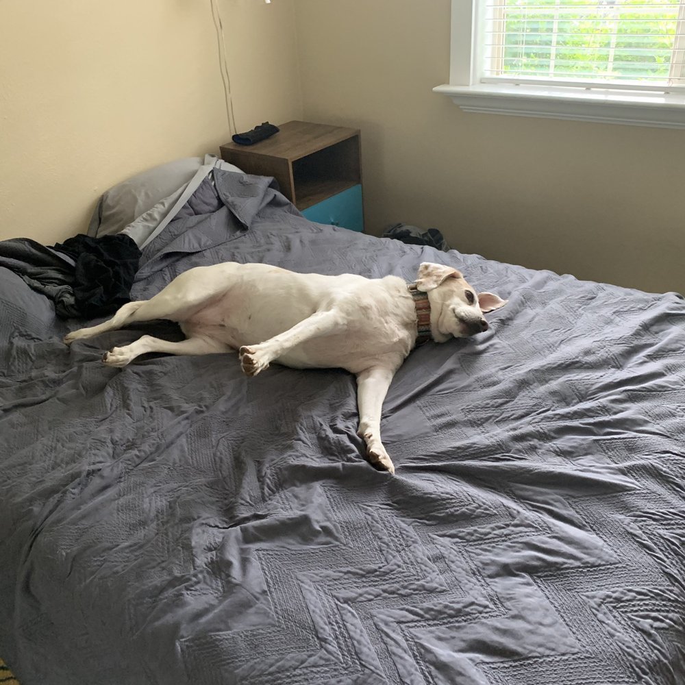 Boarding and Beyond - Photo of my dog at home after being at daycare the day before - Pet Groomers Near Me - Aurora, Colorado Boarding and Beyond - Photo of my dog at home after being at daycare the day before - Pet Groomers Near Me - Aurora, Colorado