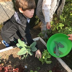 St. Raphael Preschool - Harvesting fall garden--tomatoes, greens and peppers