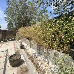 Rv Tree Service - Before removal