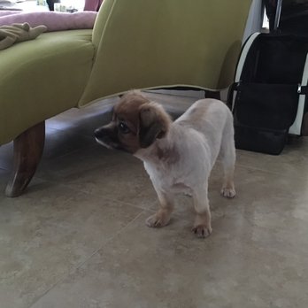 Louie's Professional Grooming - Pet Groomers Near Me - Hollywood, Florida Louie's Professional Grooming - Pet Groomers Near Me - Hollywood, Florida