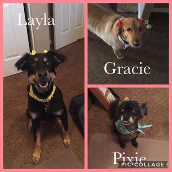 Pin Up Pets - Our 3 babies - Pet Groomers Near Me - Chandler, Arizona Pin Up Pets - Our 3 babies - Pet Groomers Near Me - Chandler, Arizona