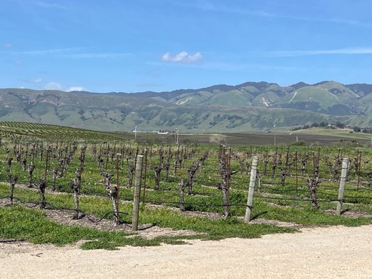Biddle Ranch Vineyard by null