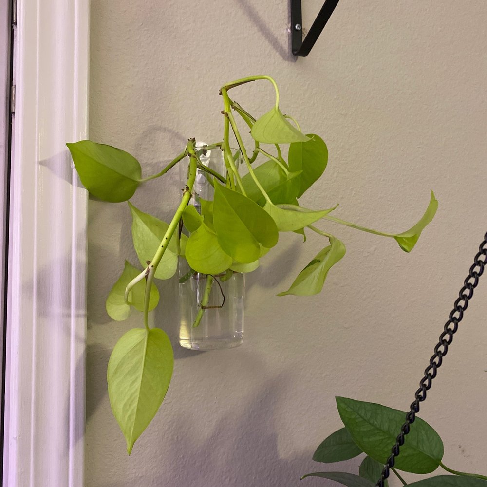 PlantHouse - Propagation tube #2 - Nurseries & Gardening Near Me - Charlotte, North Carolina