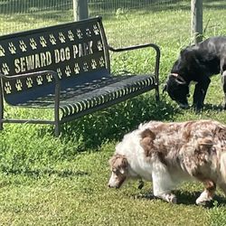Seward Community Dog Park - Nice bench