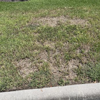 TruGreen Lawn Care - This is how our lawn looks after using Trugreen for years - Tree Services Near Me - Sarasota, Florida TruGreen Lawn Care - This is how our lawn looks after using Trugreen for years - Tree Services Near Me - Sarasota, Florida