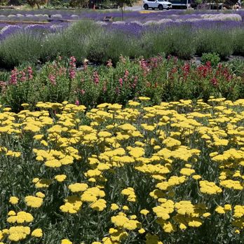 Bees N Blooms - Nurseries & Gardening Near Me - Santa Rosa, California Bees N Blooms - Nurseries & Gardening Near Me - Santa Rosa, California