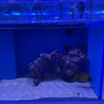 Reef Lounge Norco - Fish tank #2 - Local Fish Stores Near Me - Norco, California Reef Lounge Norco - Fish tank #2 - Local Fish Stores Near Me - Norco, California