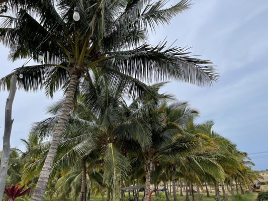Punakea Palms by null
