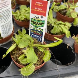 Pender Pines Garden Center - Venus fly trap